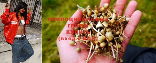 индика Беломорск